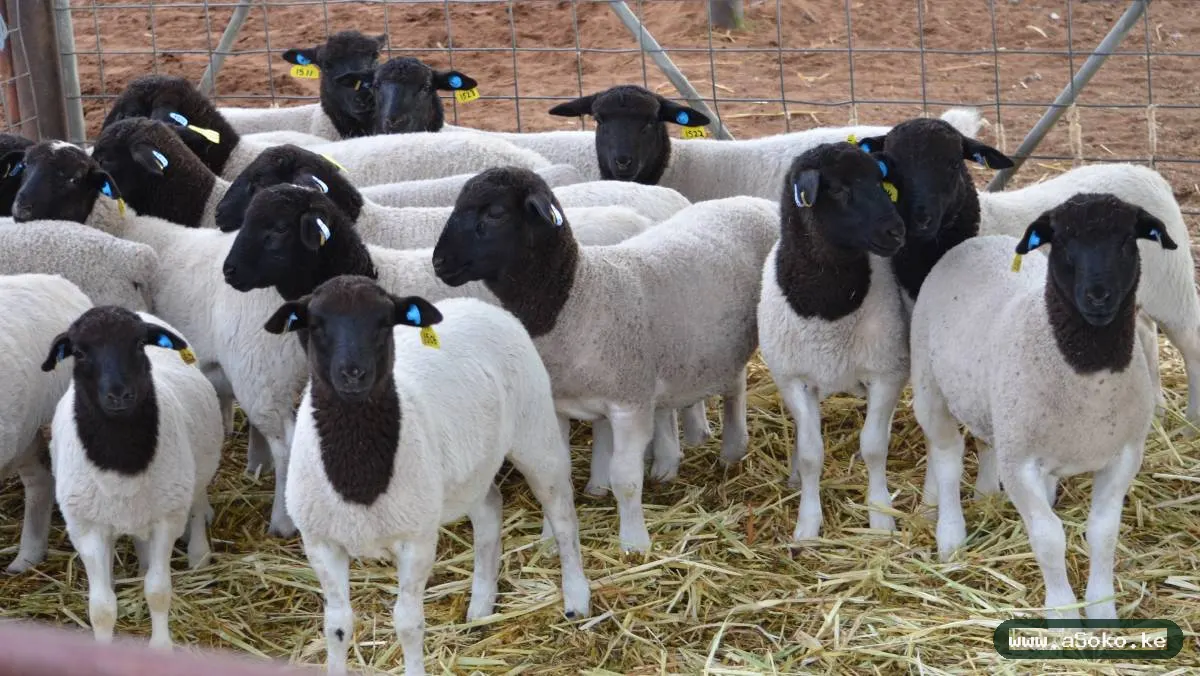 Healthy Dorper Sheep image 3