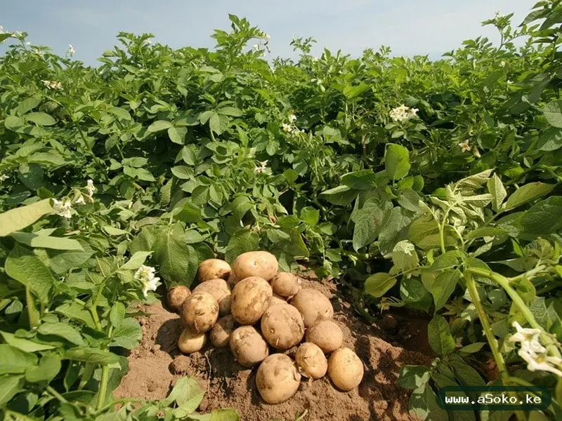 Fresh Potatoes – Shangi Variety image 4