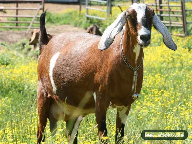 Mature Dairy Goat