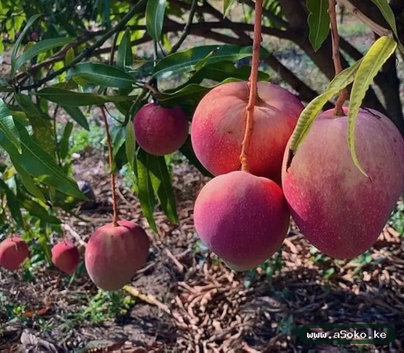 Sweet Mangoes – Apple Variety image 4