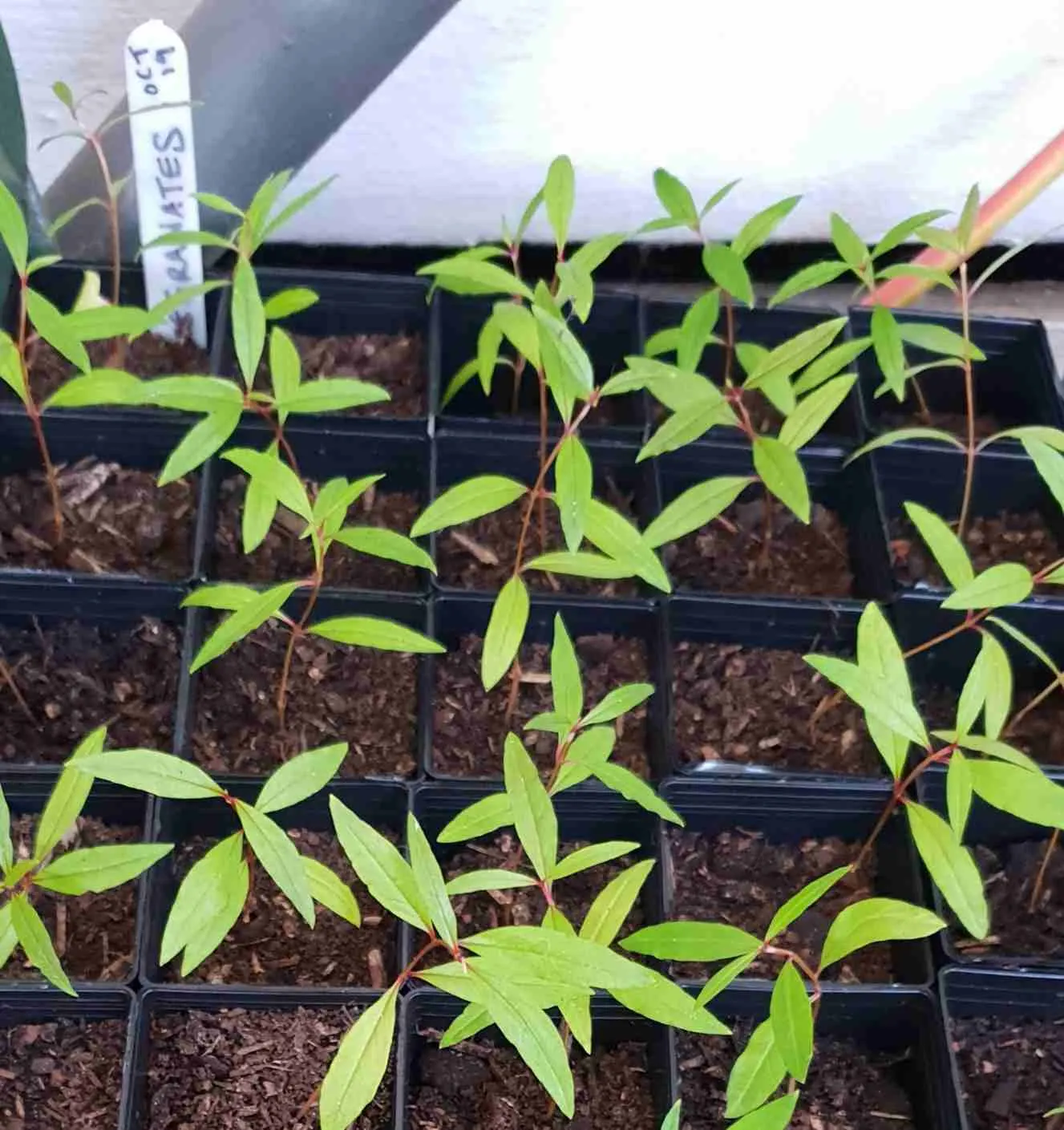 Pomegranate Seedlings