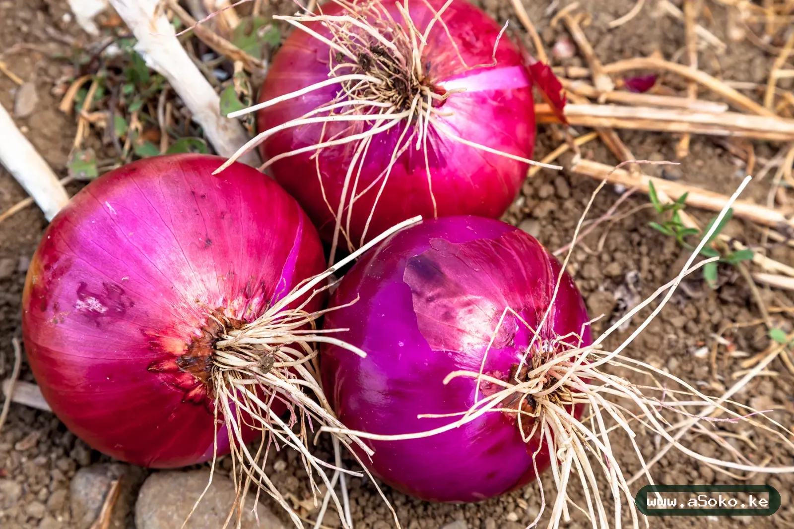 Fresh Red Creole Onions image 2