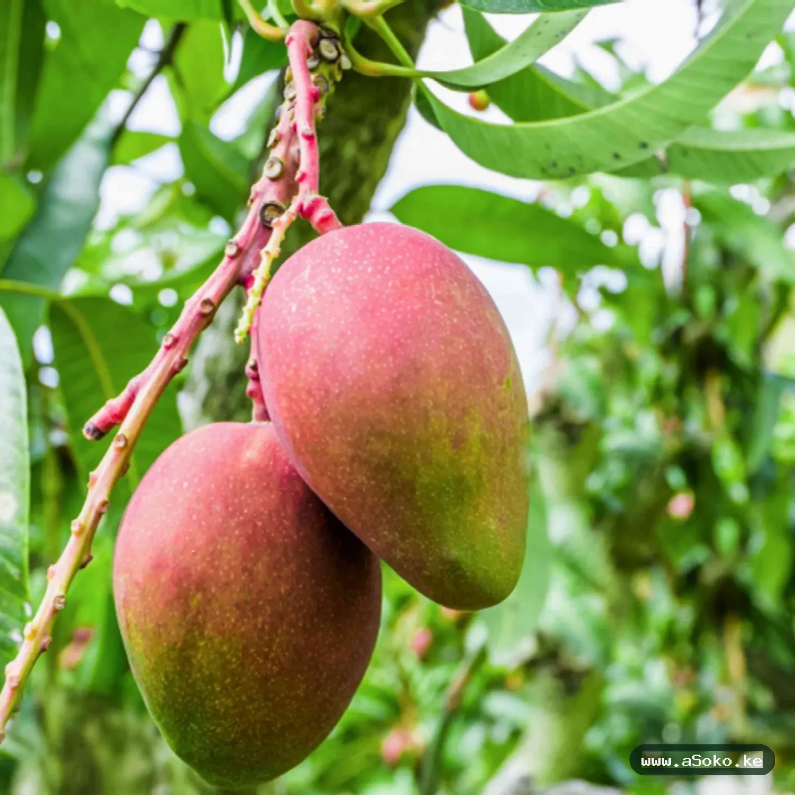 Sweet Mangoes – Apple Variety image 3