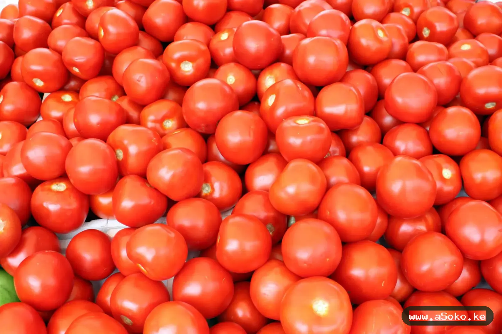 Fresh Tomatoes – Grade One image 2
