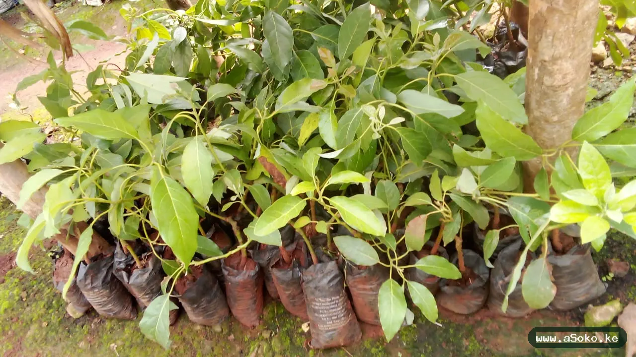 Grafted Hass Avocado Seedlings
