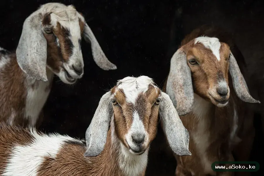 Mature Dairy Goat image 2