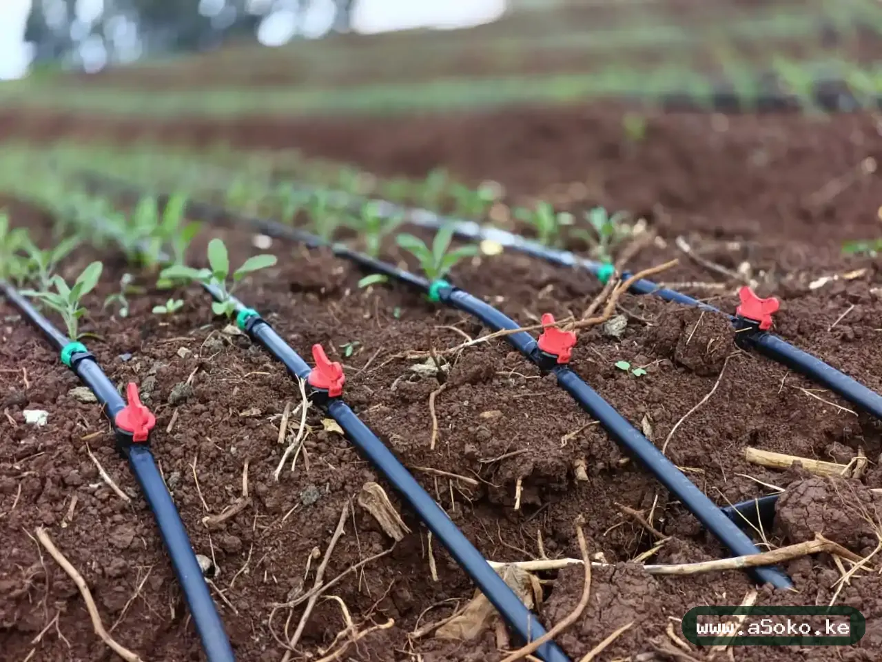Drip Irrigation Kit – Quarter Acre image 4