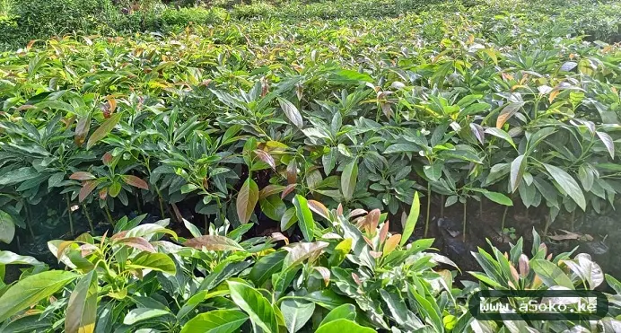 Grafted Hass Avocado Seedlings image 2
