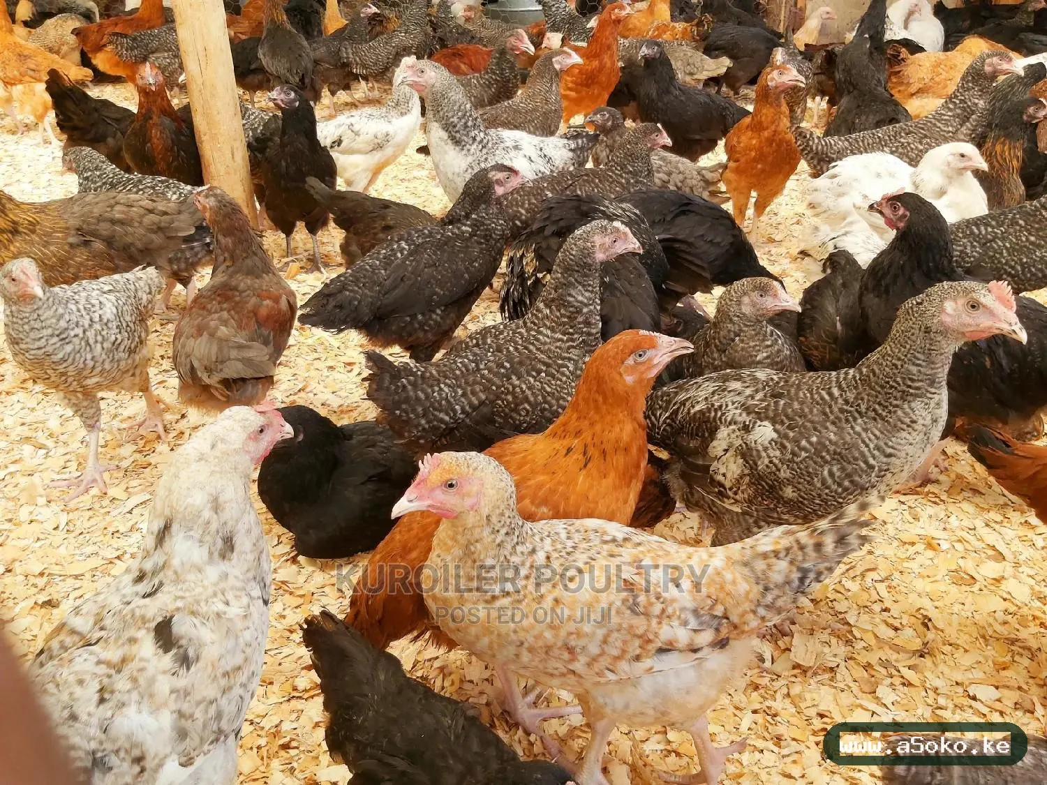 Improved Kienyeji Chicken image 2