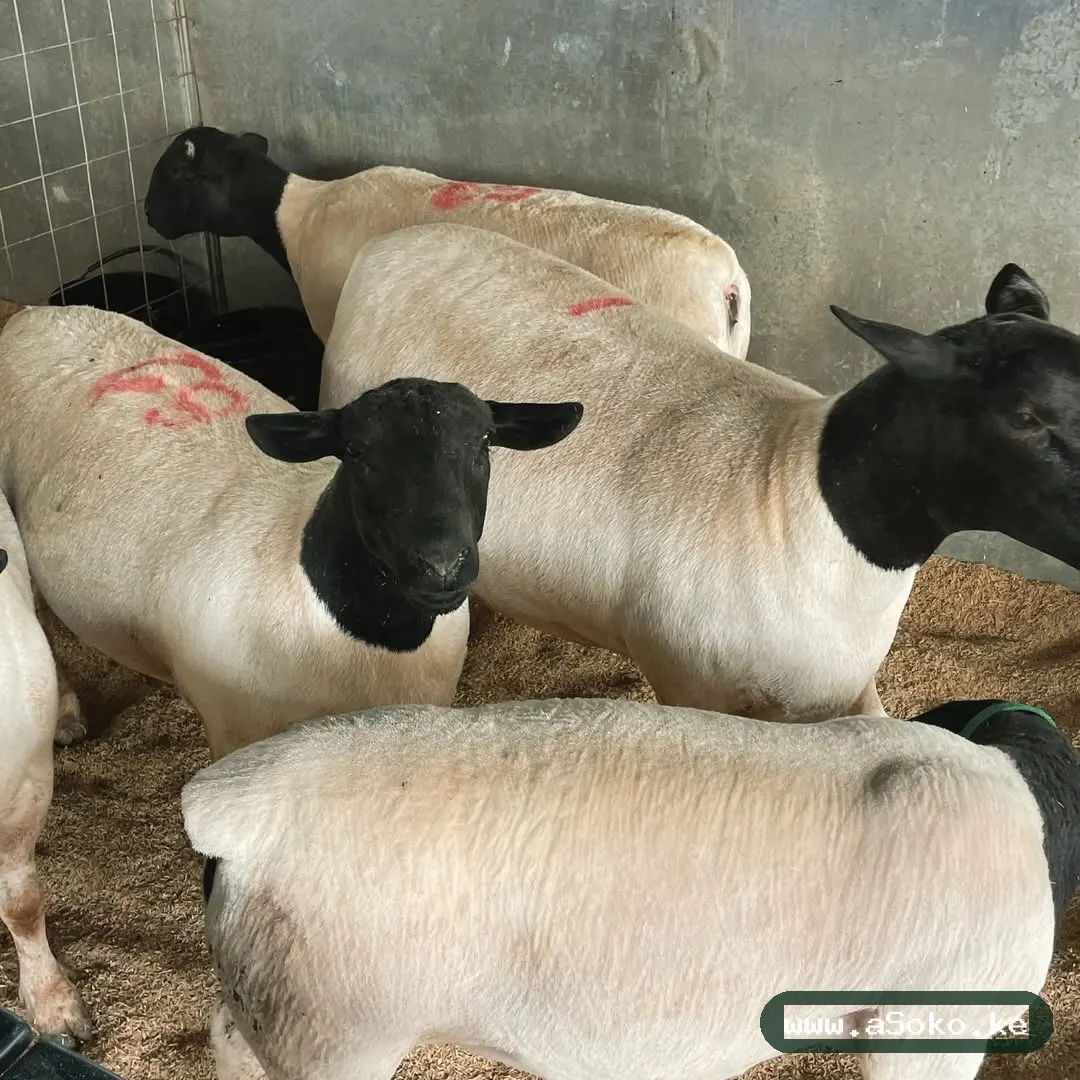 Healthy Dorper Sheep image 4