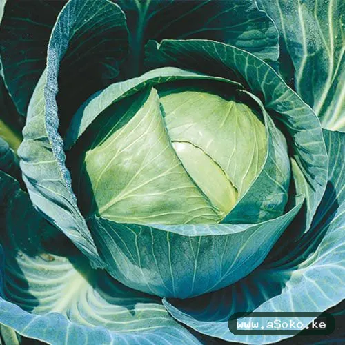 Fresh Cabbages image 3