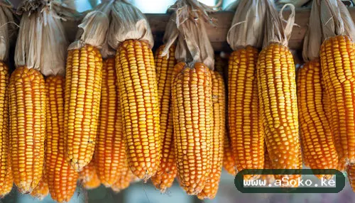 Dry Maize – Clean and Sorted