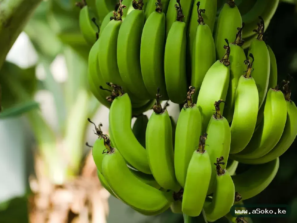 Fresh Bananas – Grand Nain image 3
