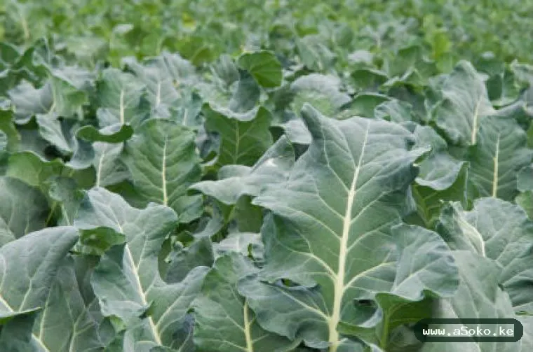 Fresh Sukuma Wiki image 2
