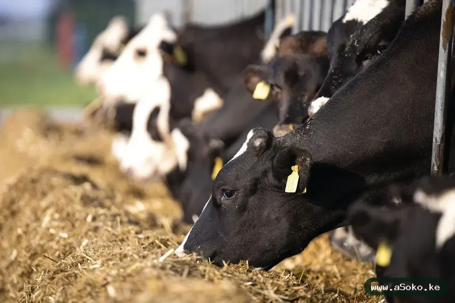 Dairy Meal Animal Feed