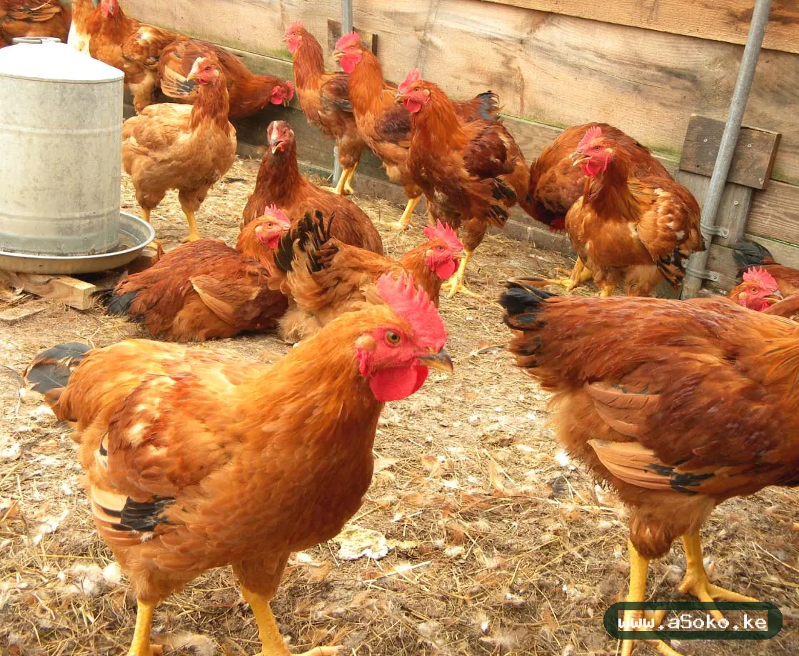 Improved Kienyeji Chicken image 3