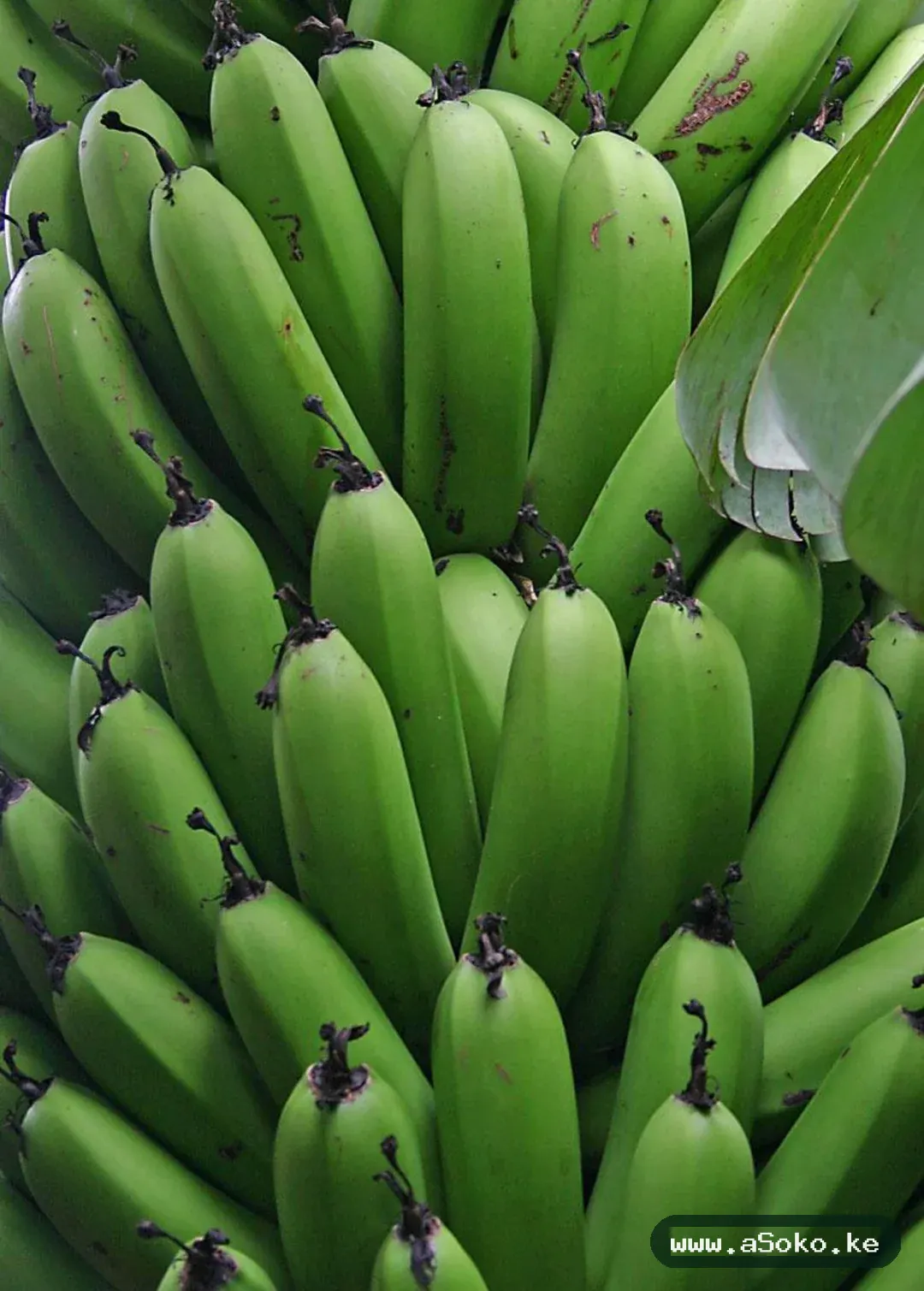Fresh Bananas – Grand Nain