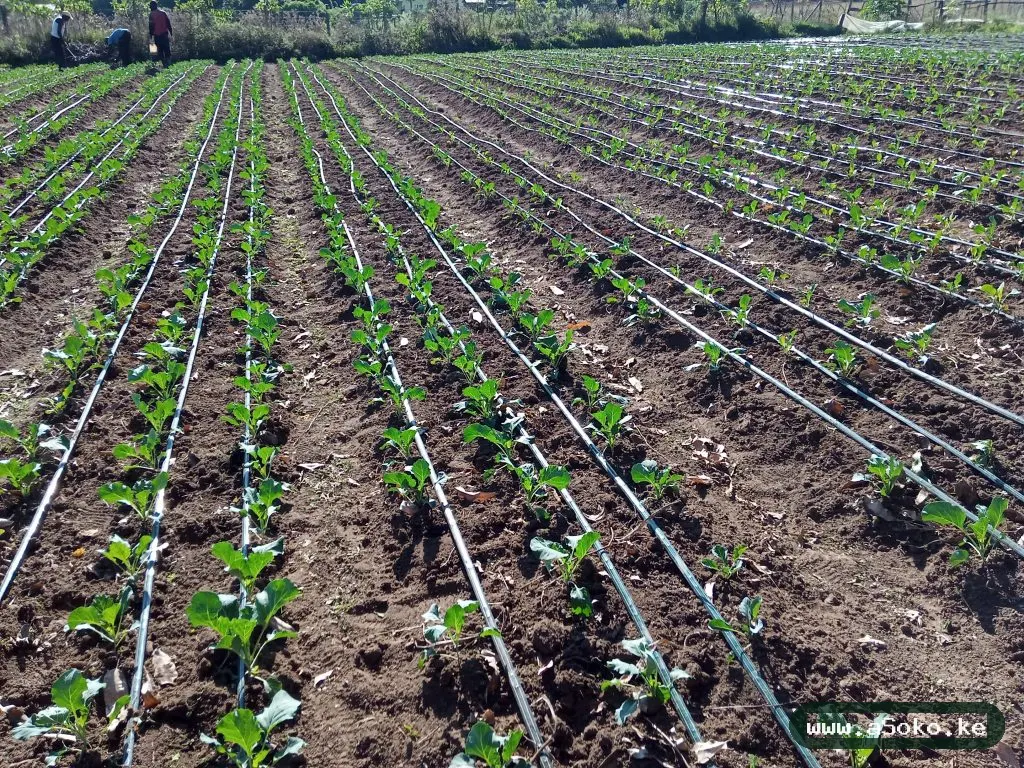 Drip Irrigation Kit – Quarter Acre image 2