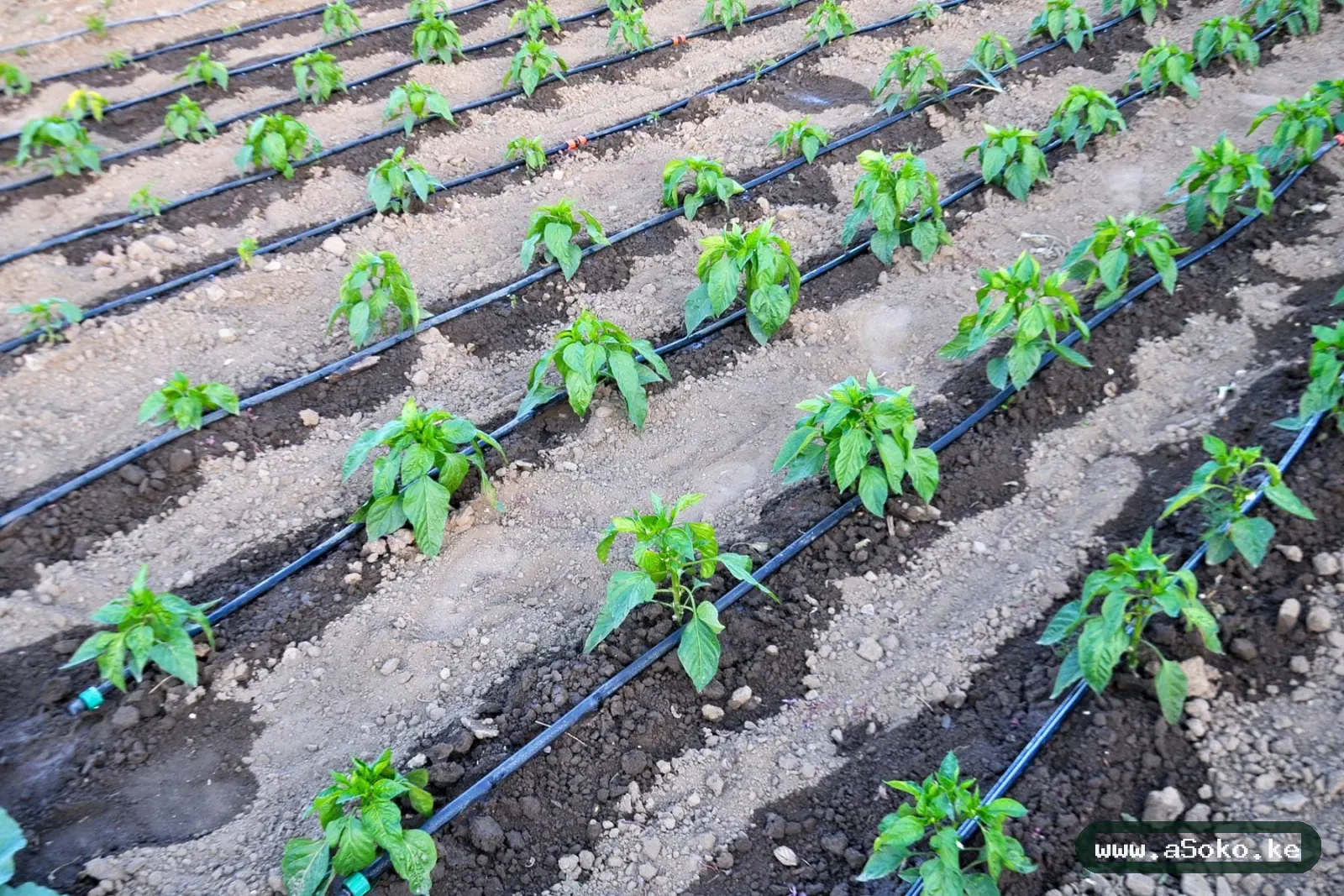 Drip Irrigation Kit – Quarter Acre