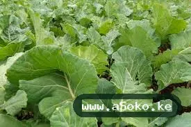 Fresh Sukuma Wiki