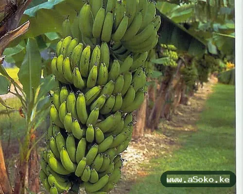 Fresh Bananas – Grand Nain image 2