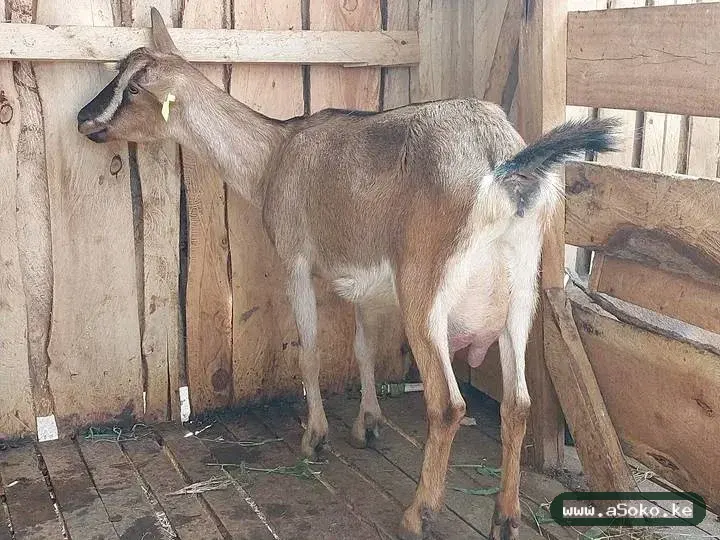 Mature Dairy Goat image 3