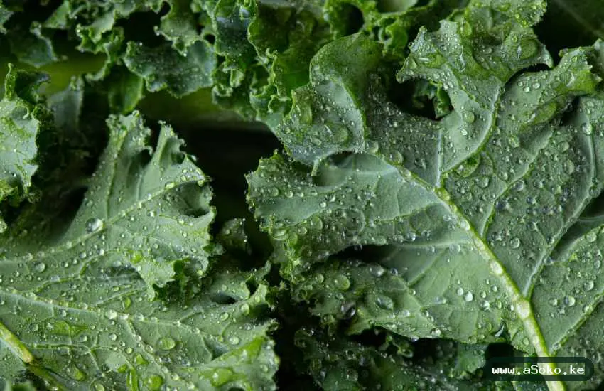 Fresh Sukuma Wiki image 3