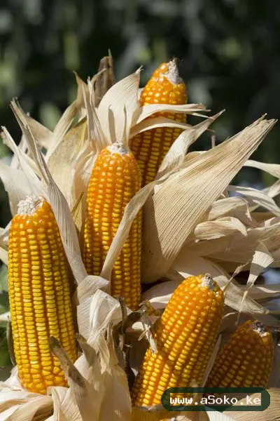 Dry Maize – Clean and Sorted image 4
