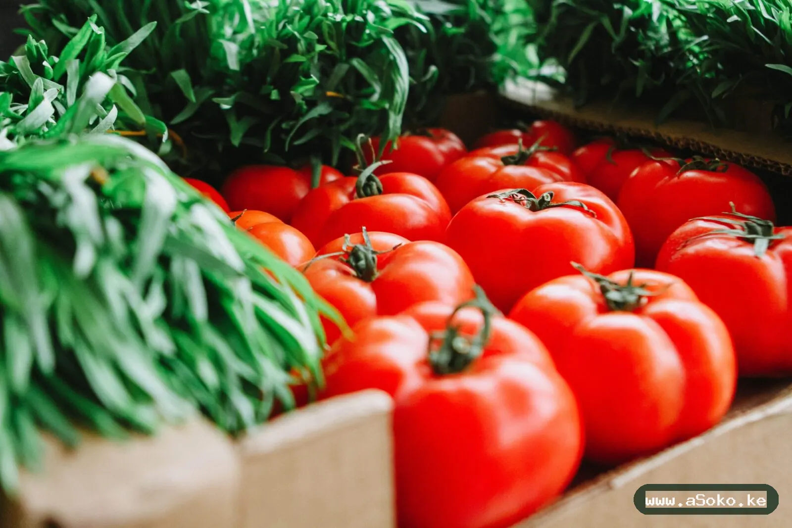 Fresh Tomatoes – Grade One image 3