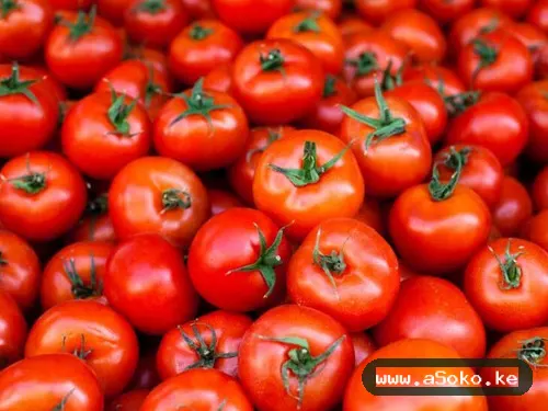 Fresh Tomatoes – Grade One