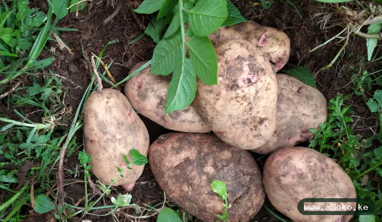 Fresh Potatoes – Shangi Variety image 3