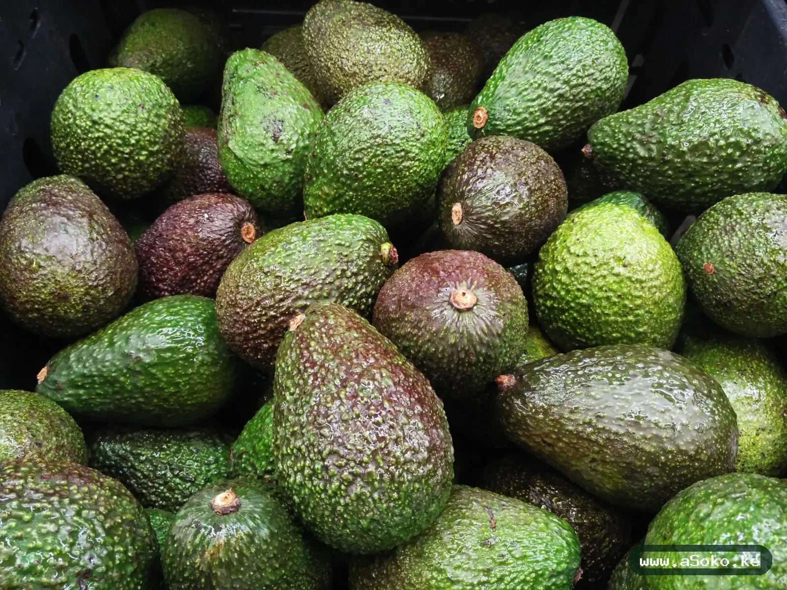 Ripe Hass Avocados image 3