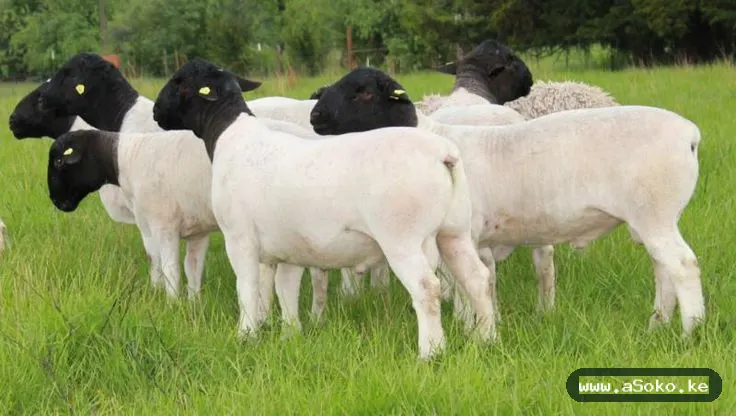 Healthy Dorper Sheep image 2