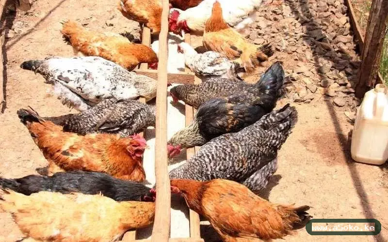 Improved Kienyeji Chicken