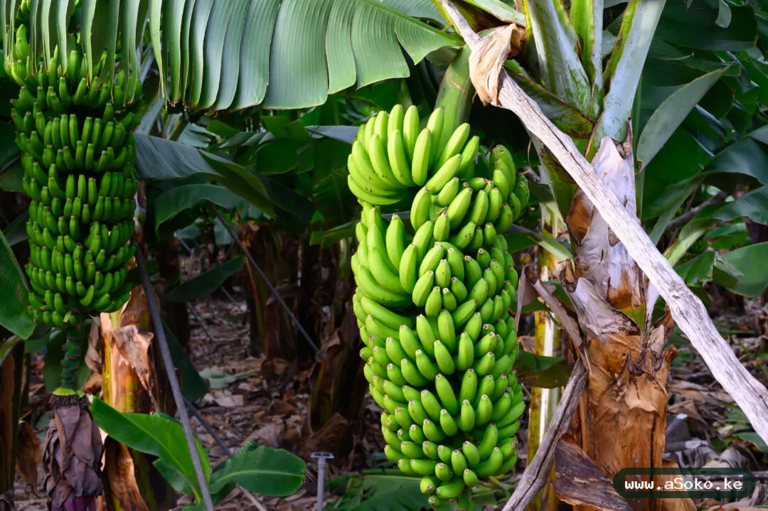Fresh Bananas – Grand Nain image 4