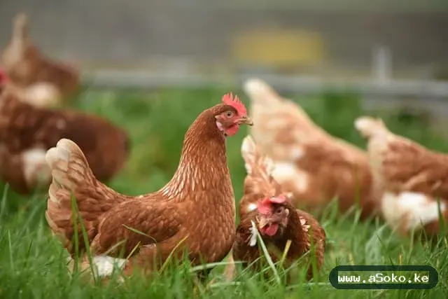 Improved Kienyeji Chicken image 4