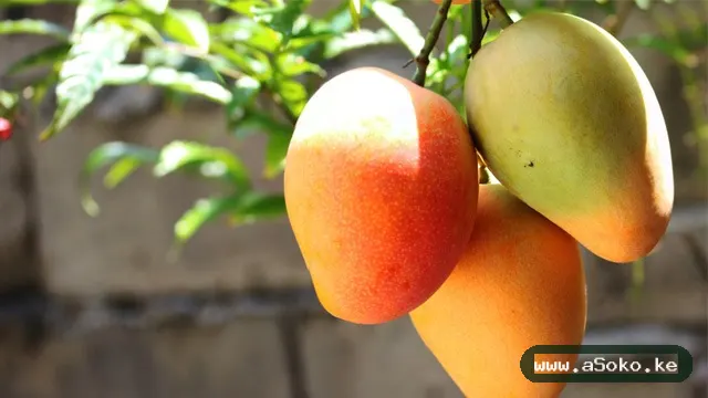 Sweet Mangoes – Apple Variety image 2