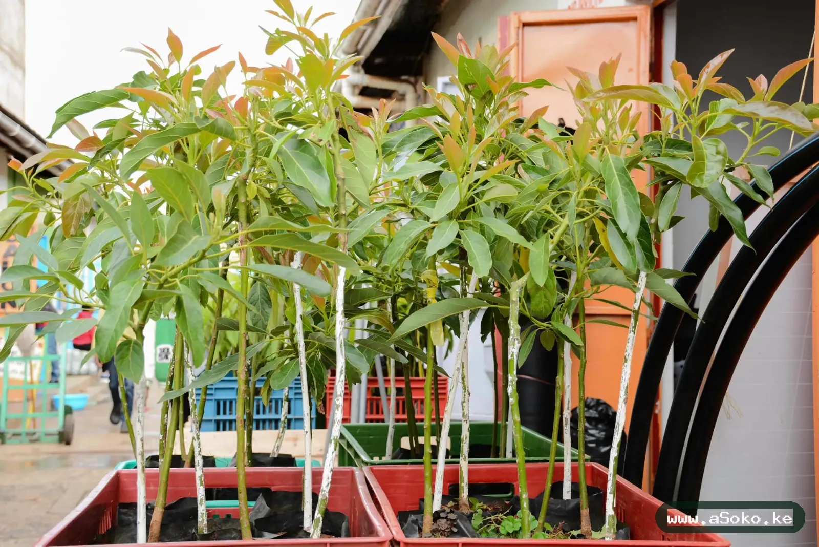 Grafted Hass Avocado Seedlings image 3