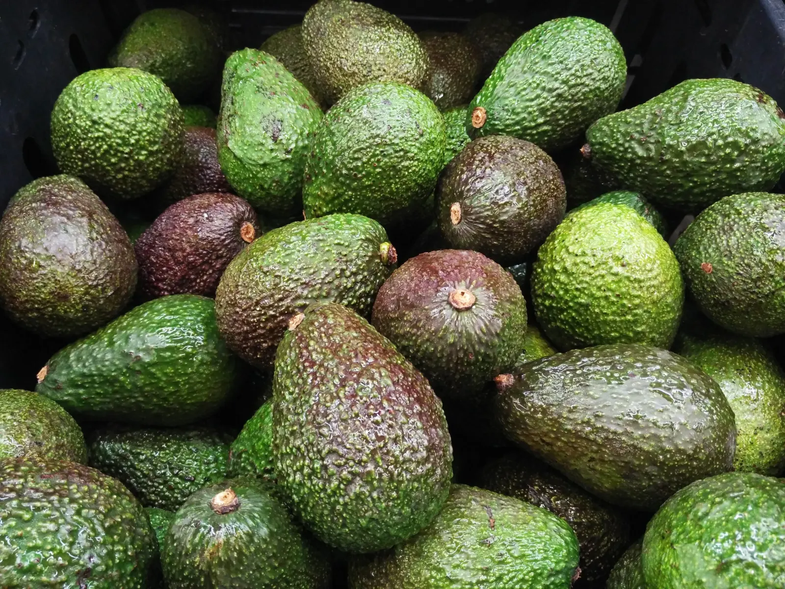 Avocados