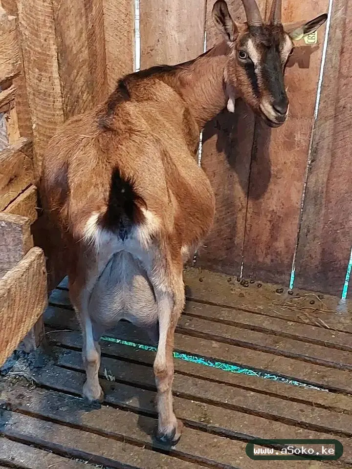 Mature Dairy Goat image 4