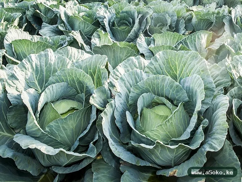 Fresh Cabbages image 4