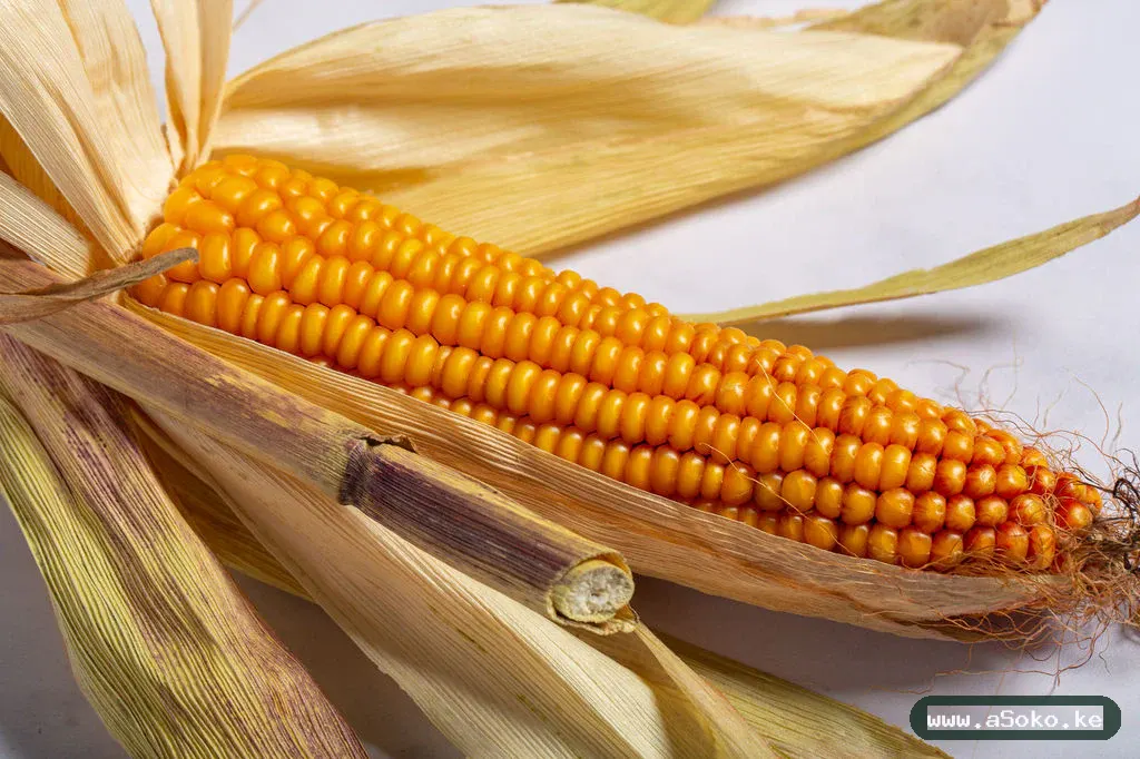 Dry Maize – Clean and Sorted image 2