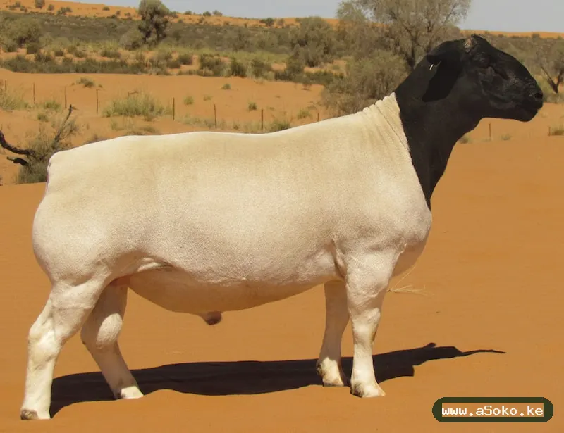 Healthy Dorper Sheep