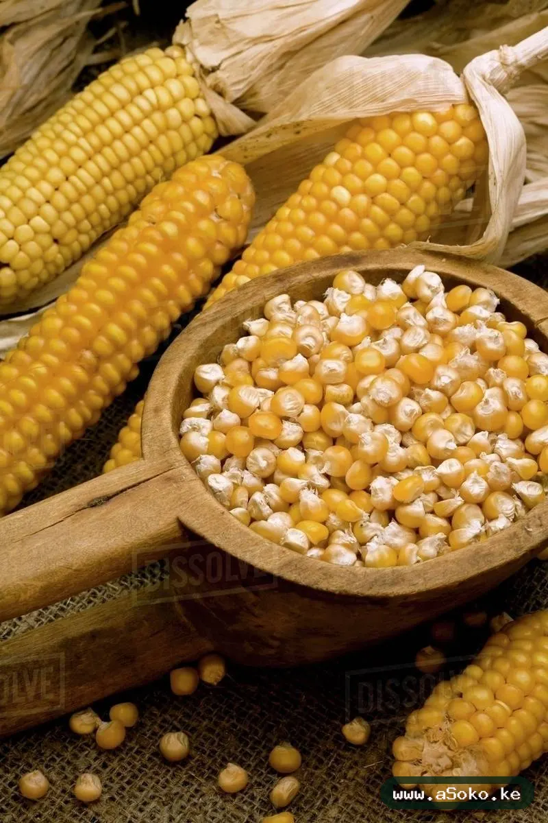 Dry Maize – Clean and Sorted image 3