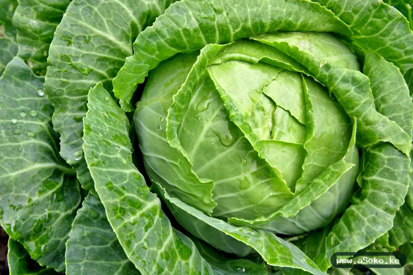 Fresh Cabbages image 2