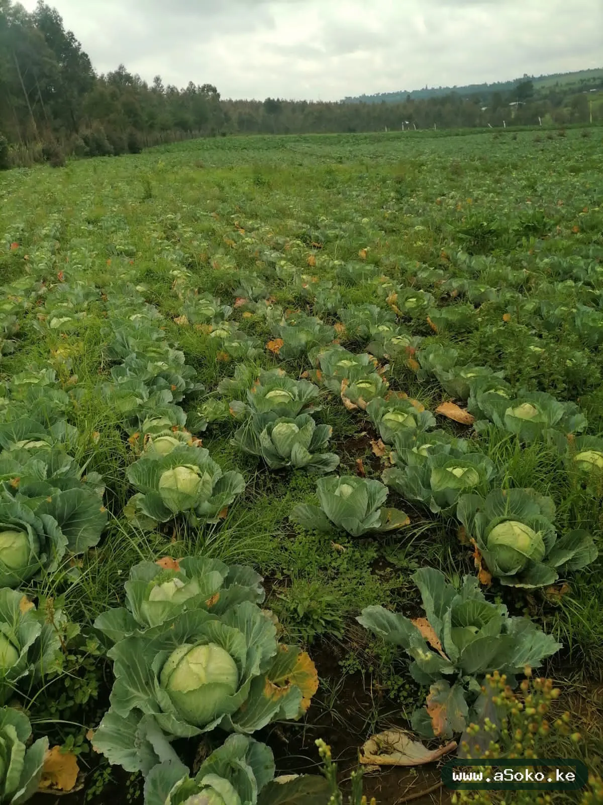 Fresh Cabbages